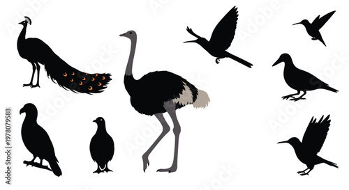 A collection of black silhouettes of various bird species including a large ostrich a peacock and other flying birds.
