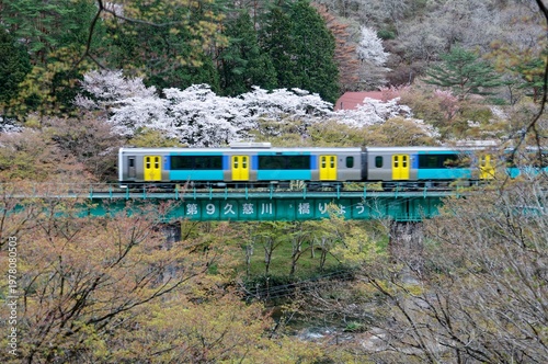Wallpaper Mural A vibrant  train traverses the green Kuji River bridge near Fukushima's Yamatsuriyama Park, framed by blooming cherry blossoms and lush spring forests in a picturesque rural landscape Torontodigital.ca