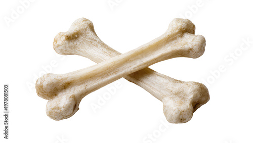 Crossed animal bones with textured surfaces and ivory color