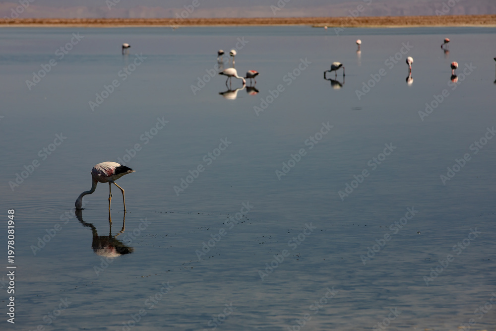 Ταπετσαρία Flamingos feeding at the Laguna Chaxa, Chile.