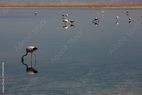 Foto Flamingos feeding at the Laguna Chaxa, Chile.