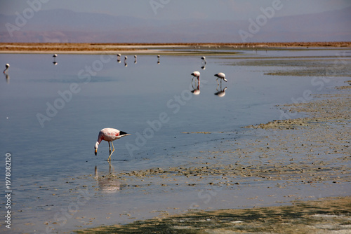 Flamingos feeding at the Laguna Chaxa. ,Chile.