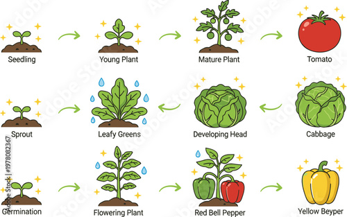Vector illustration of plant growth stages showing tomato, cabbage, and bell pepper development from seedling to harvest