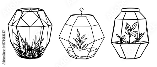 Glass terrarium set with hand-inked line art illustration of a glass geometric terrarium featuring line art, glass, geometry with white background and fine detail