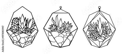 Geometric terrarium set with simple line art illustration of succulents on white background featuring succulents, terrarium, line art, geometric, white background