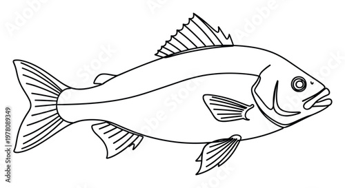Outline of a fish with prominent fins and tail, ready for educational resources, aquatic life studies, childrens books, or marine themed projects seeking a clear graphic representation.