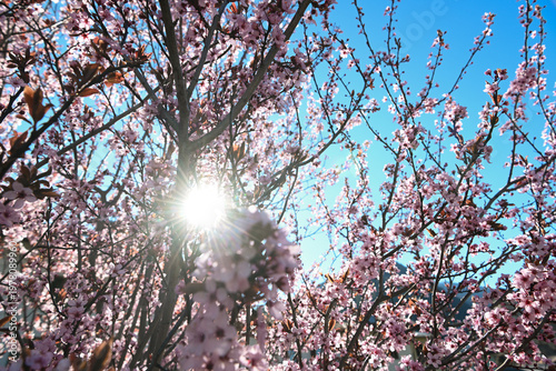 albero in fiore primavera 
