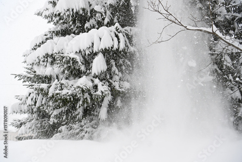neve nevicata alberi 