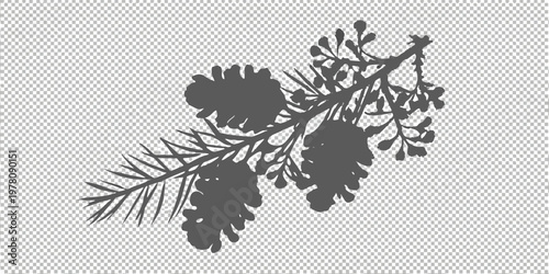 Black silhouette of pine boughs cones and foliage on transparent background