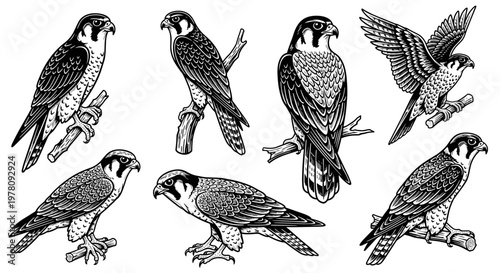 Collection of Detailed Falcon Illustrations in Various Poses.