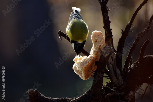 Photography A titmouse pecks a crust of bread while sitting on a tree branch