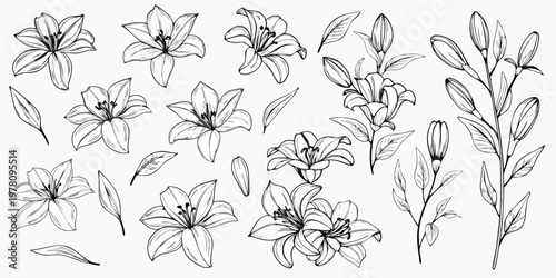 Elegant black and white floral sketch featuring multiple lily blossoms