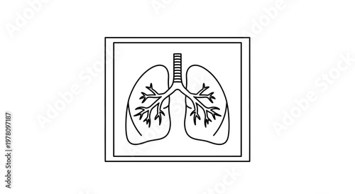 Anatomical illustration of human lungs and trachea, medical concept, line art