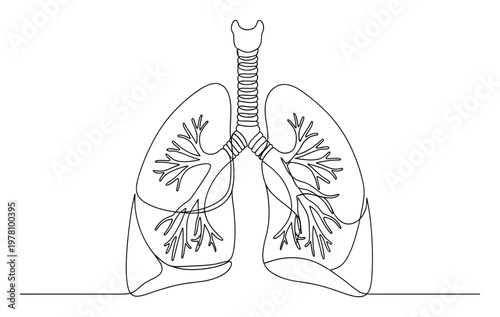 Simple human respiratory system line art illustrating lungs trachea and bronchi suitable for medical education healthcare infographics and biological study guides