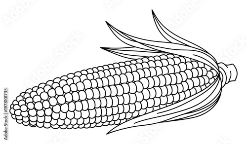 Detailed line drawing of a fresh ear of corn with husks partially pulled back, perfect for agricultural themed educational resources, healthy food campaigns, recipe illustrations, or farm