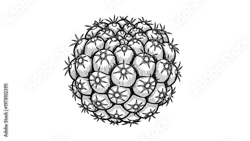 Detailed graphic depiction of a clustered cactus, showcasing its unique spiky texture, ideal for natureinspired projects and visual assets.