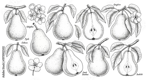 Detailed botanical line drawing set showcasing different pear varieties with leaves branches and flowers suitable for horticulture and natural food themes