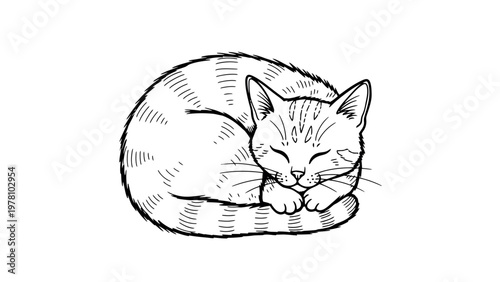 Sleeping cat curled up, portraying peacefulness and relaxation. Ideal for pet care, veterinary, or comfortthemed projects seeking a serene animal motif.