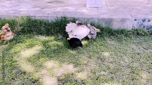 Hen with Her Chicks