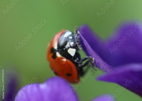 Close-Up Macro Photograph of a Ladybug on a Purple Flower Petal in Spring Garden