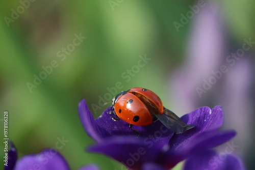 Close-Up Macro Photograph of a Ladybug on a Purple Flower Petal in Spring Garden
