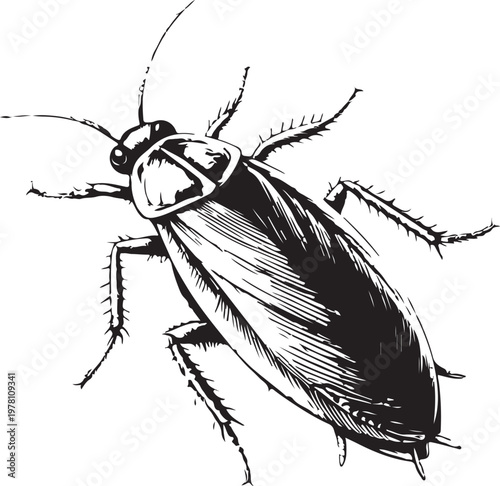 American cockroach (Periplaneta americana) Common household pest cockroach Hand-drawn Sketch Drawing Vector Illustration, Line Linear Symbol Black and White Engraving, Isolated