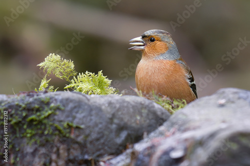 a close up of a male chaffinch, Fringilla coelebs, feeding. He has a sed in his beak. Taken at a low level the natural surrounds has space for text copy
