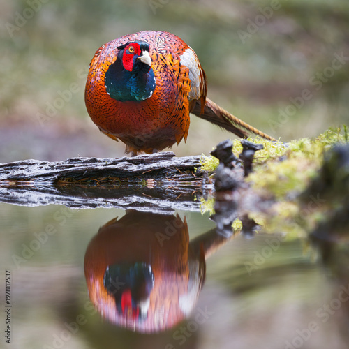 a close up portrait of a male pheasant, Phasianus colchicus, as he drinks from a pool. He is reflected in the still water