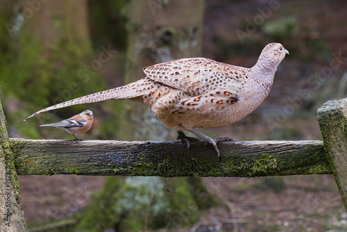 a female pheasant, Phasianus colchicus, and a male chaffinch, Fringilla coelebs, are both perched on an old wooden gate