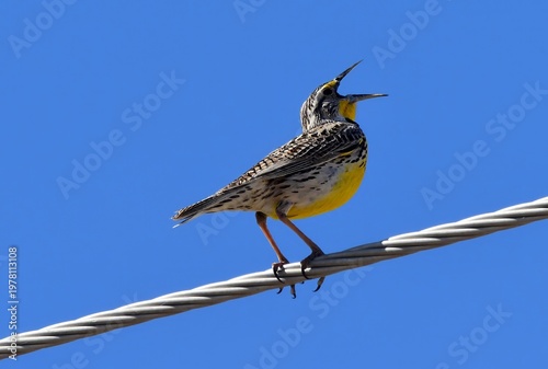  a colorful male western meadowlark singing on a utility line on a sunny spring day  in rocky mountain arsenal national wildlife refuge in commerce city, near denver, colorado
