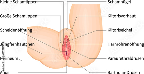 Tableau sur toile Detailed vulva anatomy medical illustration with labeled external female genital