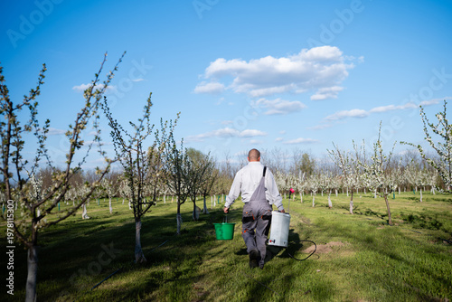 Fotografie Farmer carrying equipment walking in blooming orchard