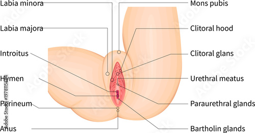 Detailed vulva anatomy medical illustration with labeled external female genitalia