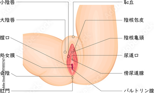 Slika na platnu Detailed vulva anatomy medical illustration with labeled external female genital