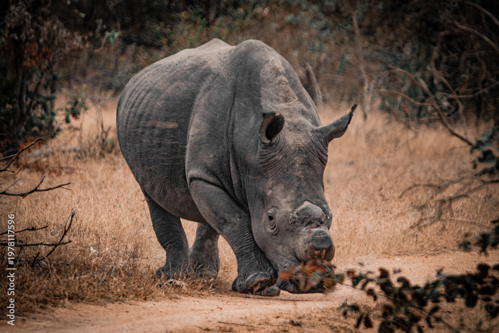 Obraz premium White rhinoceros walking towards camera in savanna South Africa