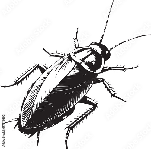 German cockroach (Blattella germanica) Common household pest cockroach Hand-drawn Sketch Drawing Vector Illustration, Line Linear Symbol Black and White Engraving, Isolated
