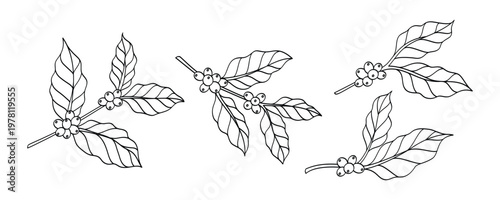 Set of coffee branches, hand drawn coffee plant. Vector illustration