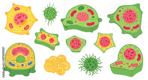 Diverse Plant and Animal Cell Illustrations, Biology Science Concept
