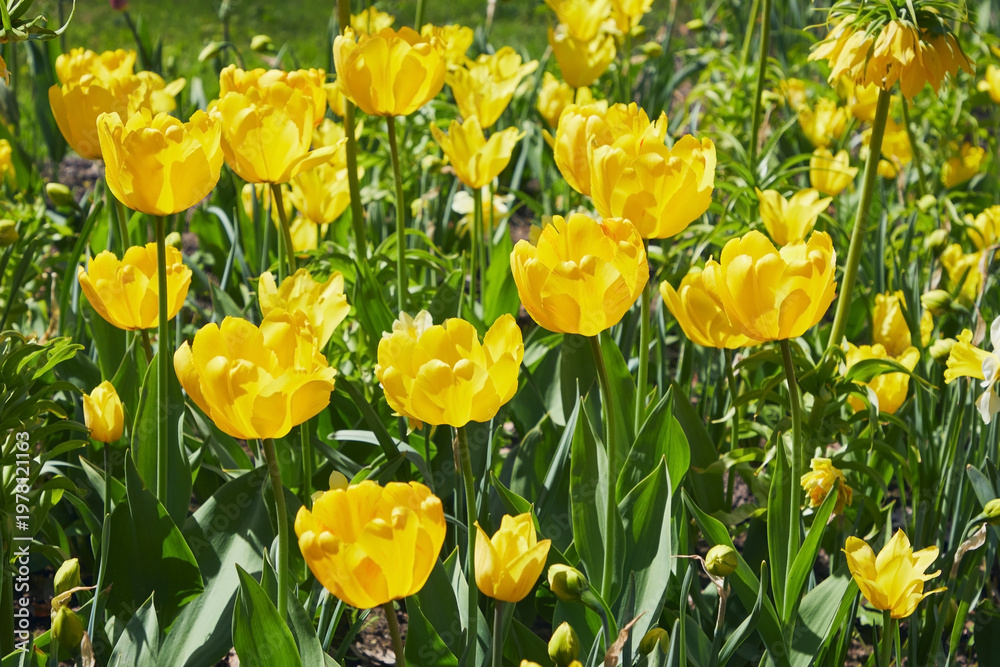 Fototapeta premium Many blooming yellow tulips, close-up