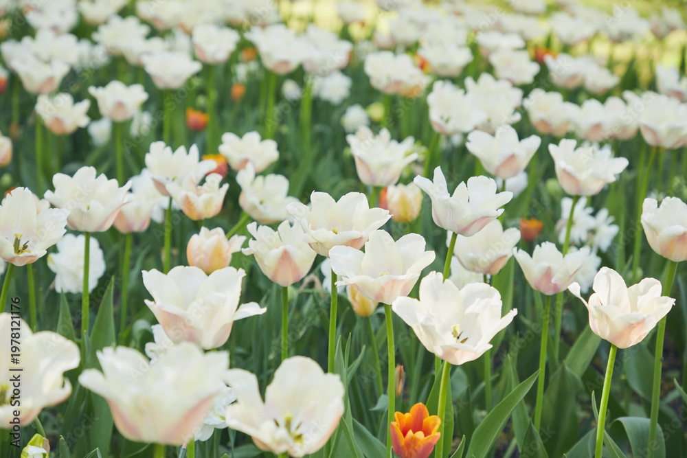 Fototapeta premium Many blooming white tulips, close-up