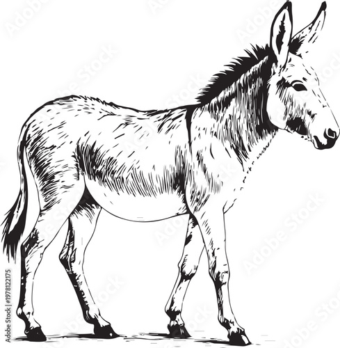 Donkey Standing Walking Hand-drawn Sketch Drawing Vector Illustration, Line Linear Symbol Black and White Engraving, Isolated