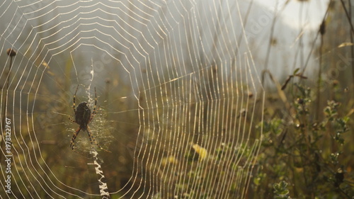 spider web in the morning