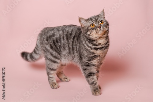 Close up on domestic funny cat against pink background