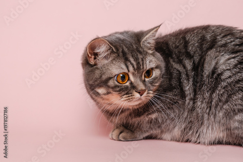 Funny gray cat isolated at pink background