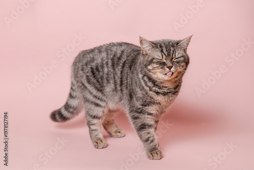 Close up on domestic funny cat against pink background