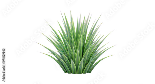 Green Grass Bush Isolated