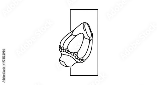 Barnacle attached to a surface, line drawing illustration