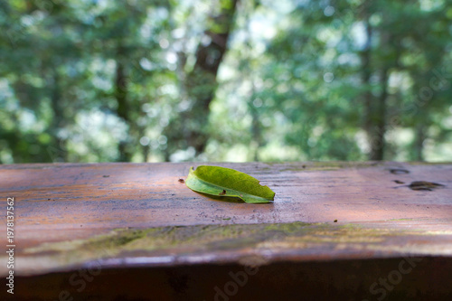 Foto Single green leaf resting on a wooden surface with blurred forest background
