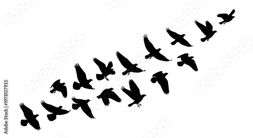 Vector illustration shows a flock of black silhouette birds flying in formation against a stark white background, creating a simple yet striking pattern, conveying a sense of freedom