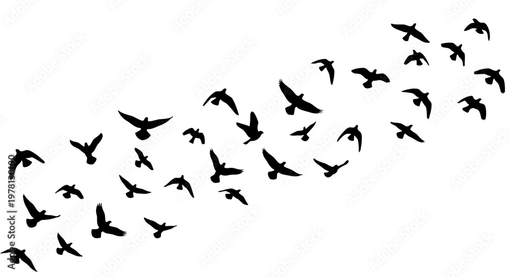 Obraz premium Vector illustration design featuring a flock of black silhouette birds flying diagonally upwards against a clean white background, creating a dynamic pattern with a sense of freedom